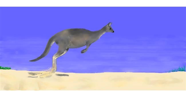 Drawing of Kangaroo by Pinky