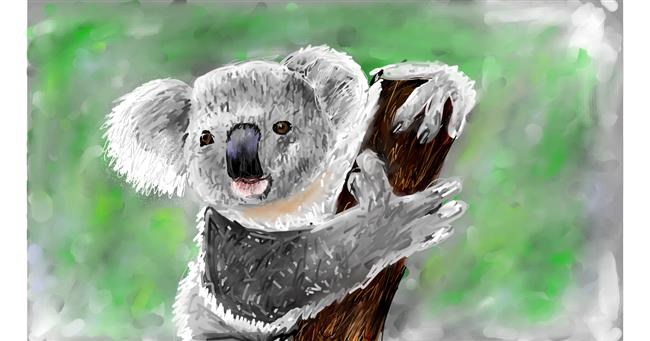 Drawing of Koala by Soaring Sunshine