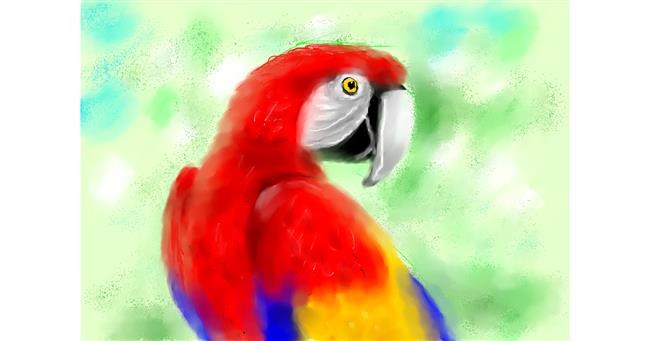 Drawing of Parrot by 🌈SunShine🐴🌻