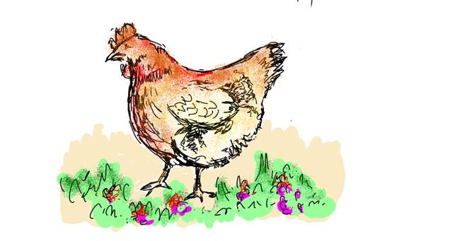 Drawing of Chicken by Lsk