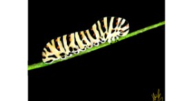 Drawing of Caterpillar by Pizza Margherita 🍕