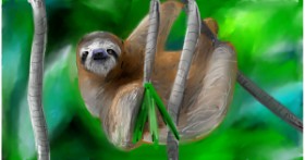 Drawing of Sloth by Mia