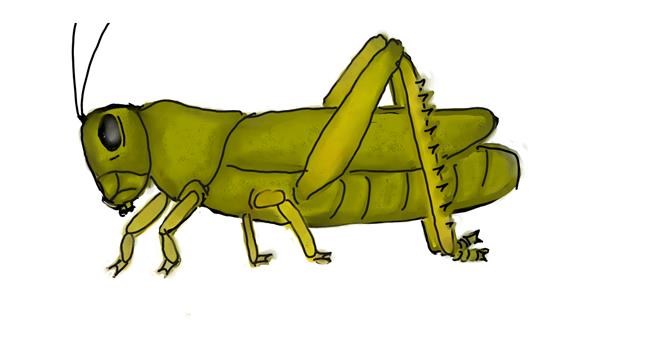 Drawing of Grasshopper by fuzzie