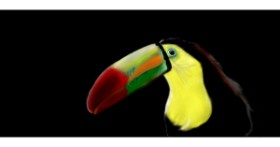 Drawing of Toucan by Çhåching
