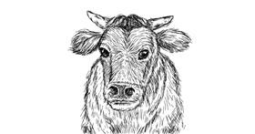 Drawing of Cow by Um