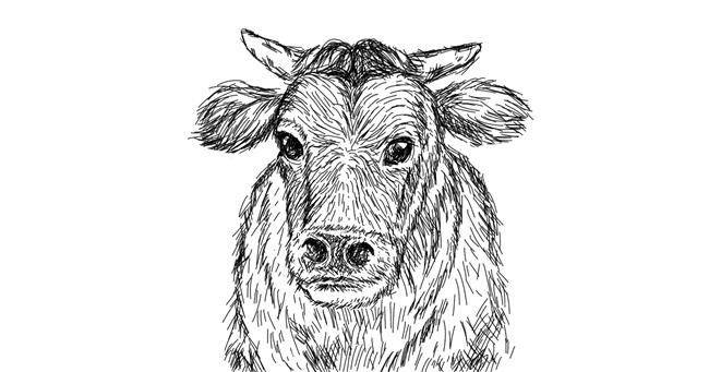 Drawing of Cow by Um