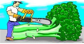 Drawing of Broccoli by Swimmer 