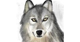 Drawing of Wolf by Lou