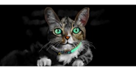 Drawing of Cat by Çhåching