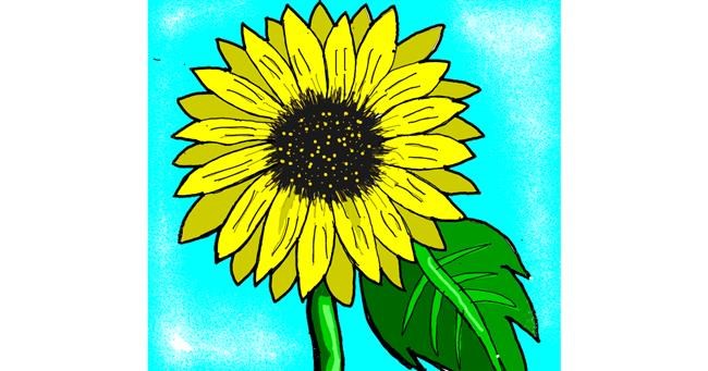 Drawing of Sunflower by Loves
