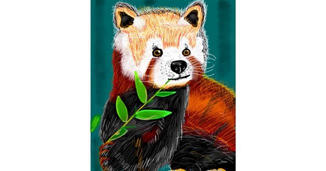 Drawing of Red Panda by ヴィクトル
