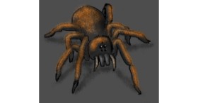 Drawing of Spider by Dexl