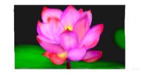 Drawing of Flower by DebbyLee