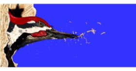 Drawing of Woodpecker by Çhåching
