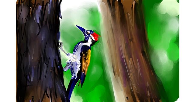 Drawing of Woodpecker by Rose rocket
