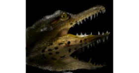 Drawing of Alligator by Lou