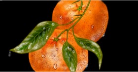Drawing of Orange by Eclat de Lune