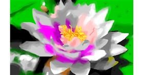 Drawing of Water lily by Herbert