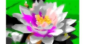 Drawing of water lily by Herbert