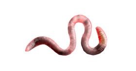 Drawing of worm by Annie