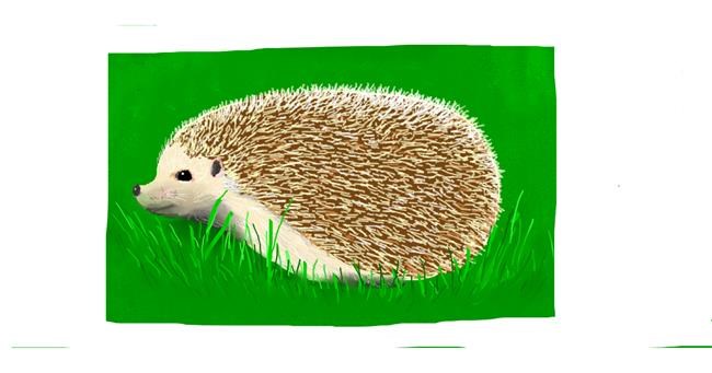 Drawing of Hedgehog by Pinky
