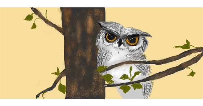 Drawing of Owl by birdie
