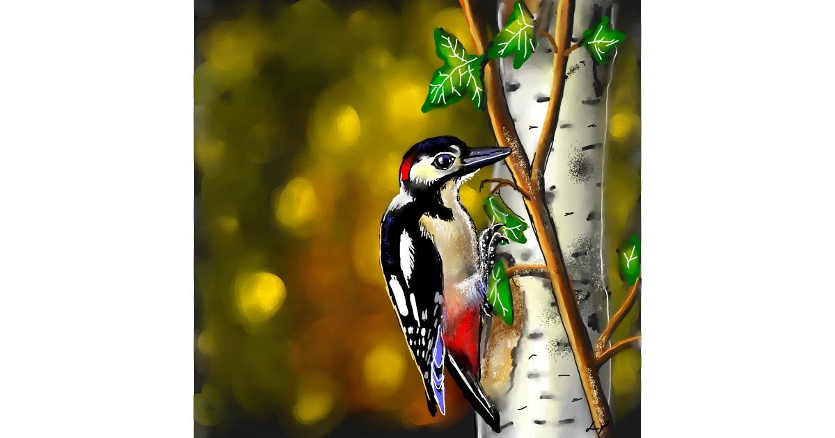 Drawing of Woodpecker by Leah