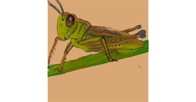 Drawing of Grasshopper by KayXXXlee
