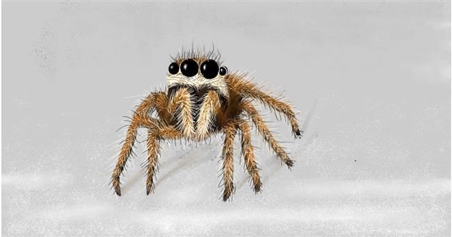 Drawing of Spider by DElfinis
