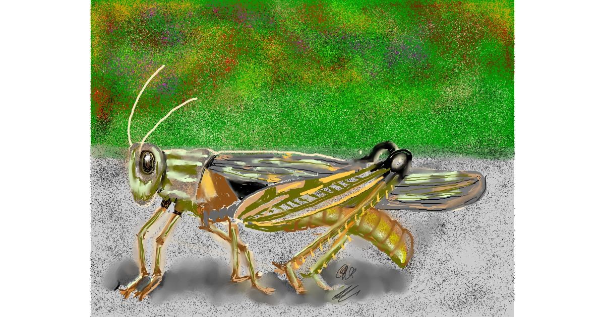 Drawing of Grasshopper by SAM AKA MARGARET 🙄