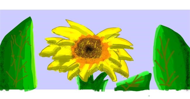Drawing of Sunflower by Data
