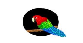 Drawing of Parrot by Nugget