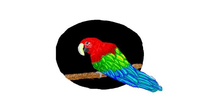 Drawing of Parrot by Nugget