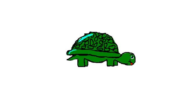 Drawing of Tortoise by Anonymous
