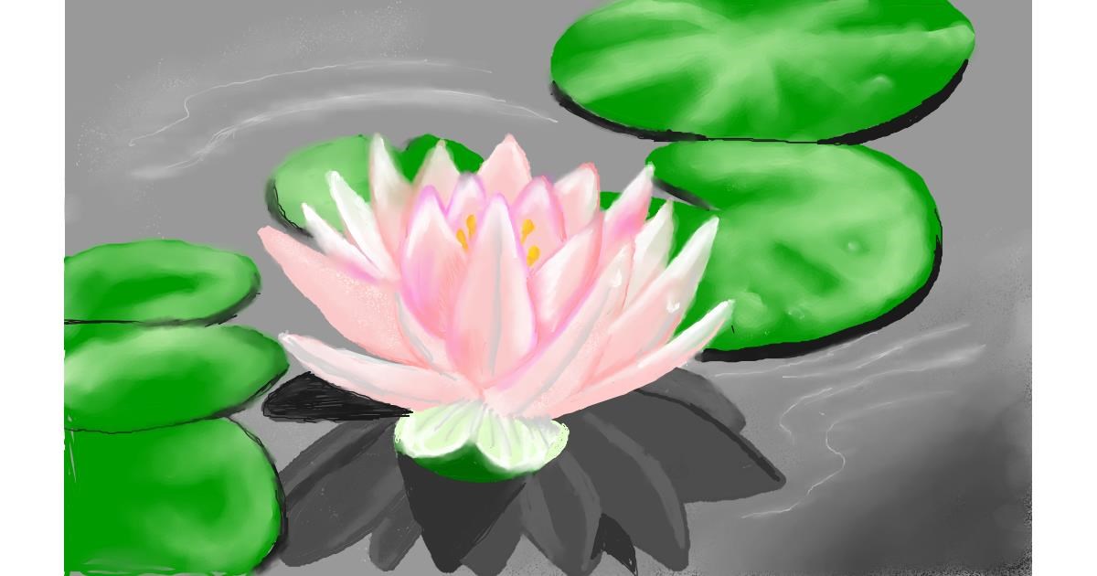 Drawing of Water lily by Tim