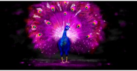 Drawing of Peacock by Eclat de Lune