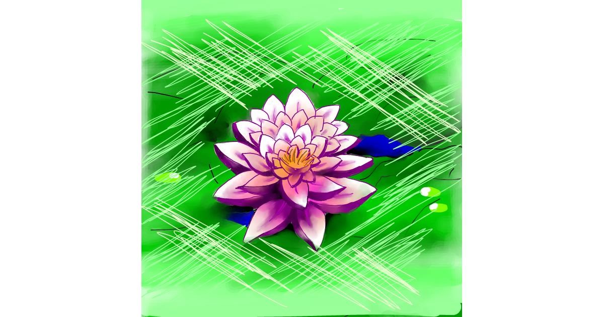 Drawing of Water lily by Keke