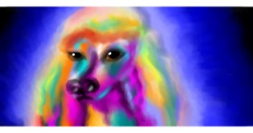 Drawing of Poodle by archeo (imbackyo)