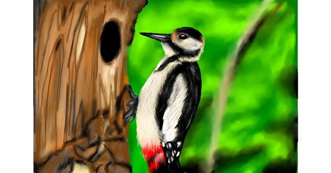 Drawing of Woodpecker by RadiouChka