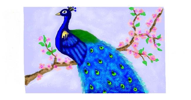 Drawing of Peacock by DebbyLee