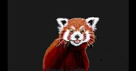 Crvena panda - autor: SAM AKA MARGARET 🙄