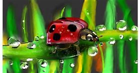 Drawing of Ladybug by Mandy Boggs