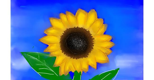 Drawing of Sunflower by Zara