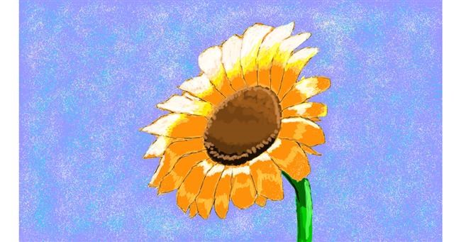 Drawing of Sunflower by Sam
