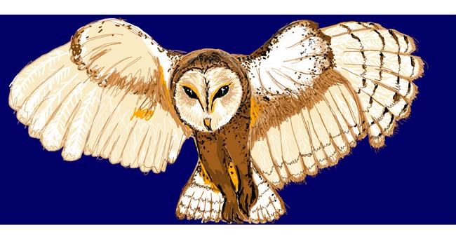Drawing of Owl by Robin