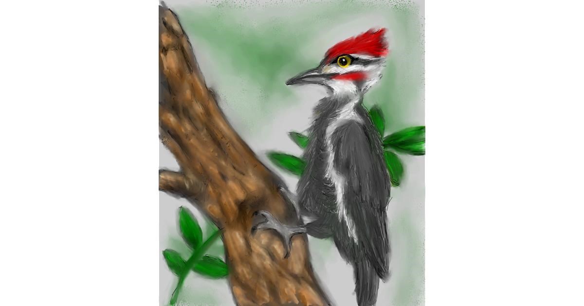 Drawing of Woodpecker by 👽mint