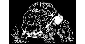 Schildkröte-Zeichnung von MargeryBee 