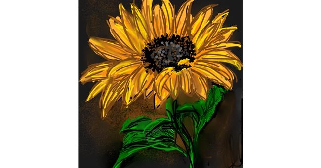 Drawing of Sunflower by KayXXXlee
