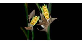 Drawing of Corn by Çhåching