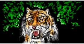 Drawing of Tiger by Eclat de Lune